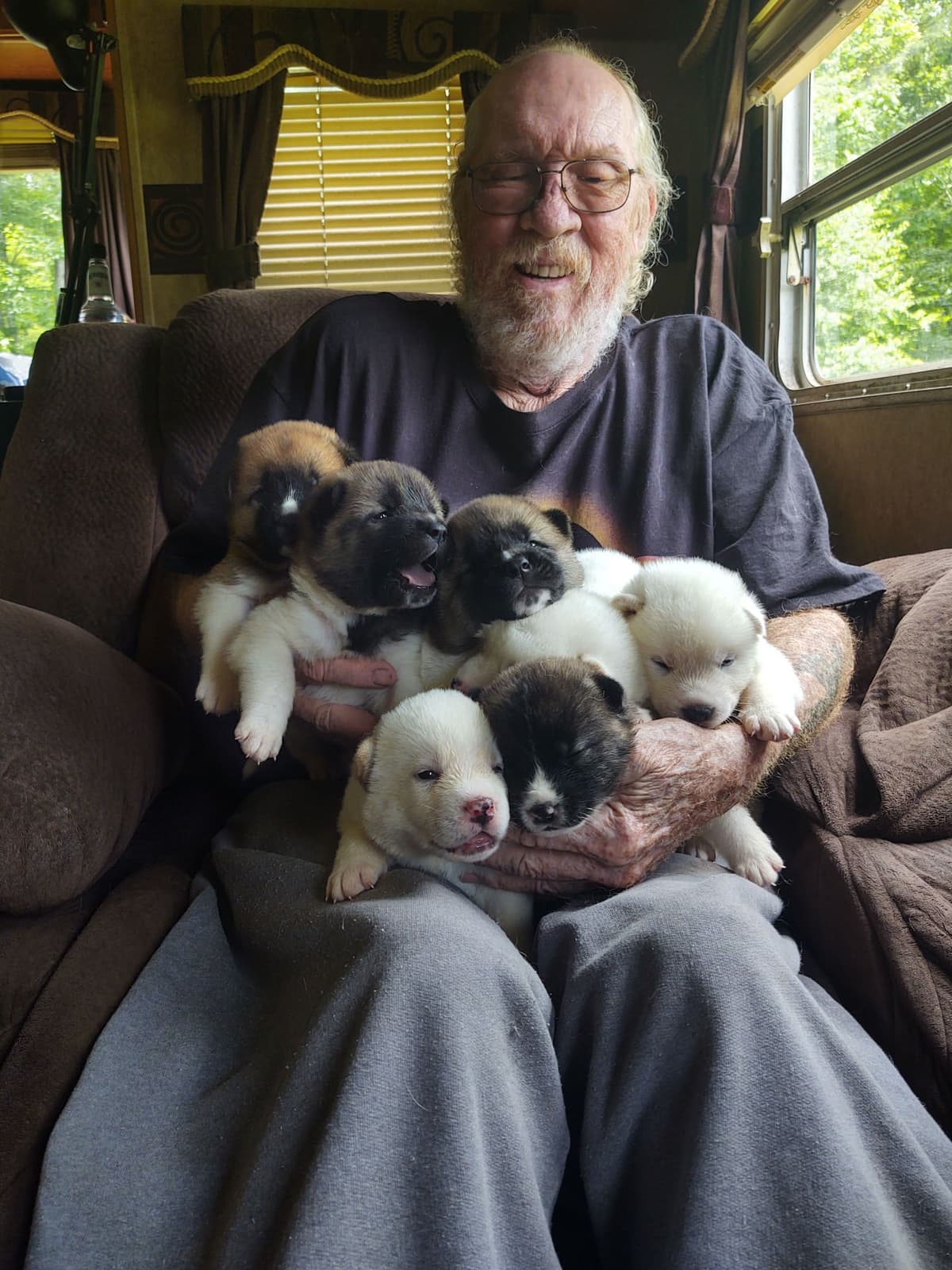 Akita Puppies breeder image 2