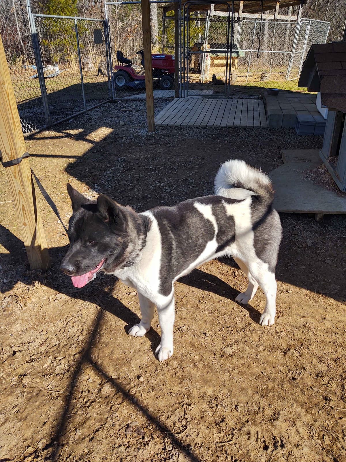 Akita Puppies breeder image 15