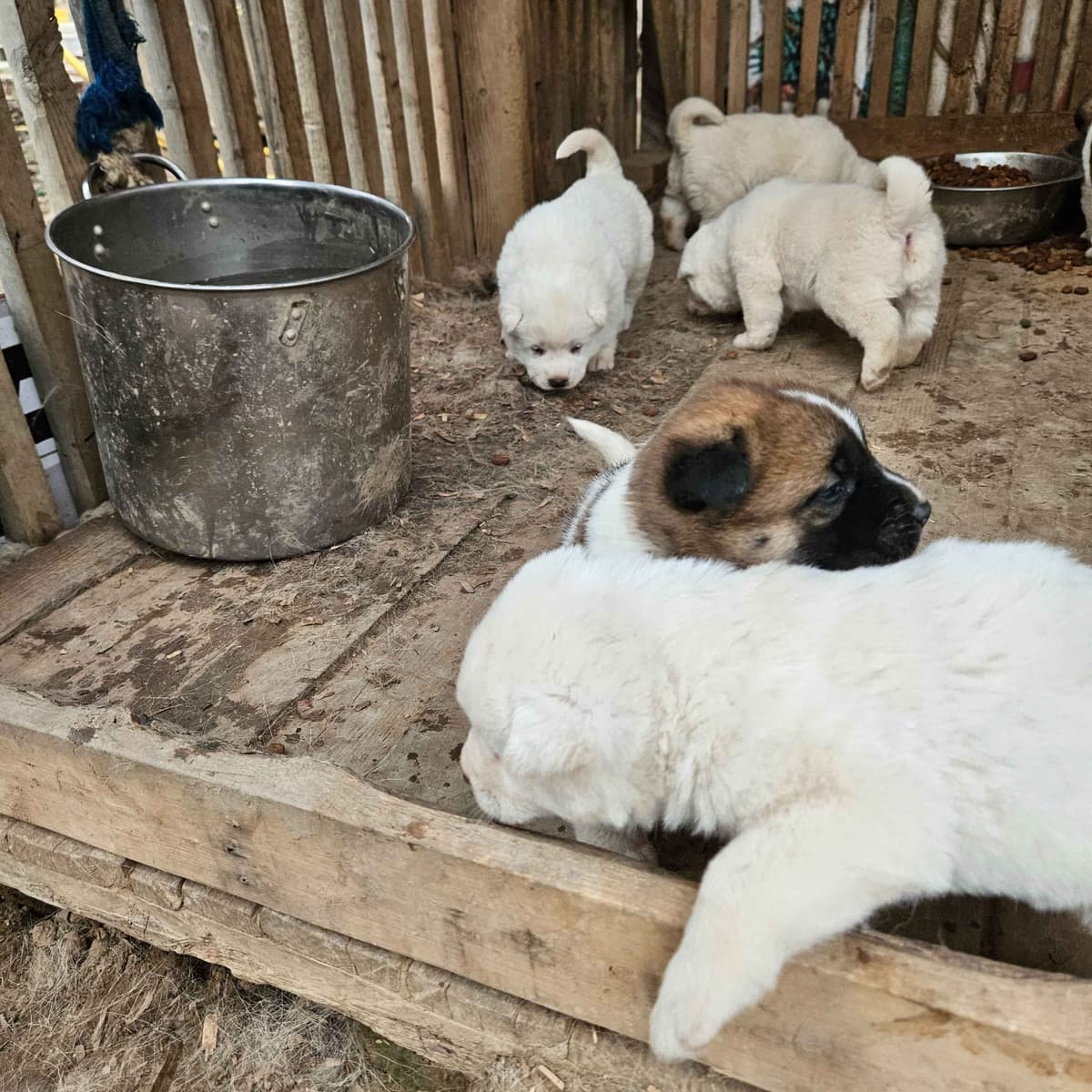 Akita Puppies breeder image 16
