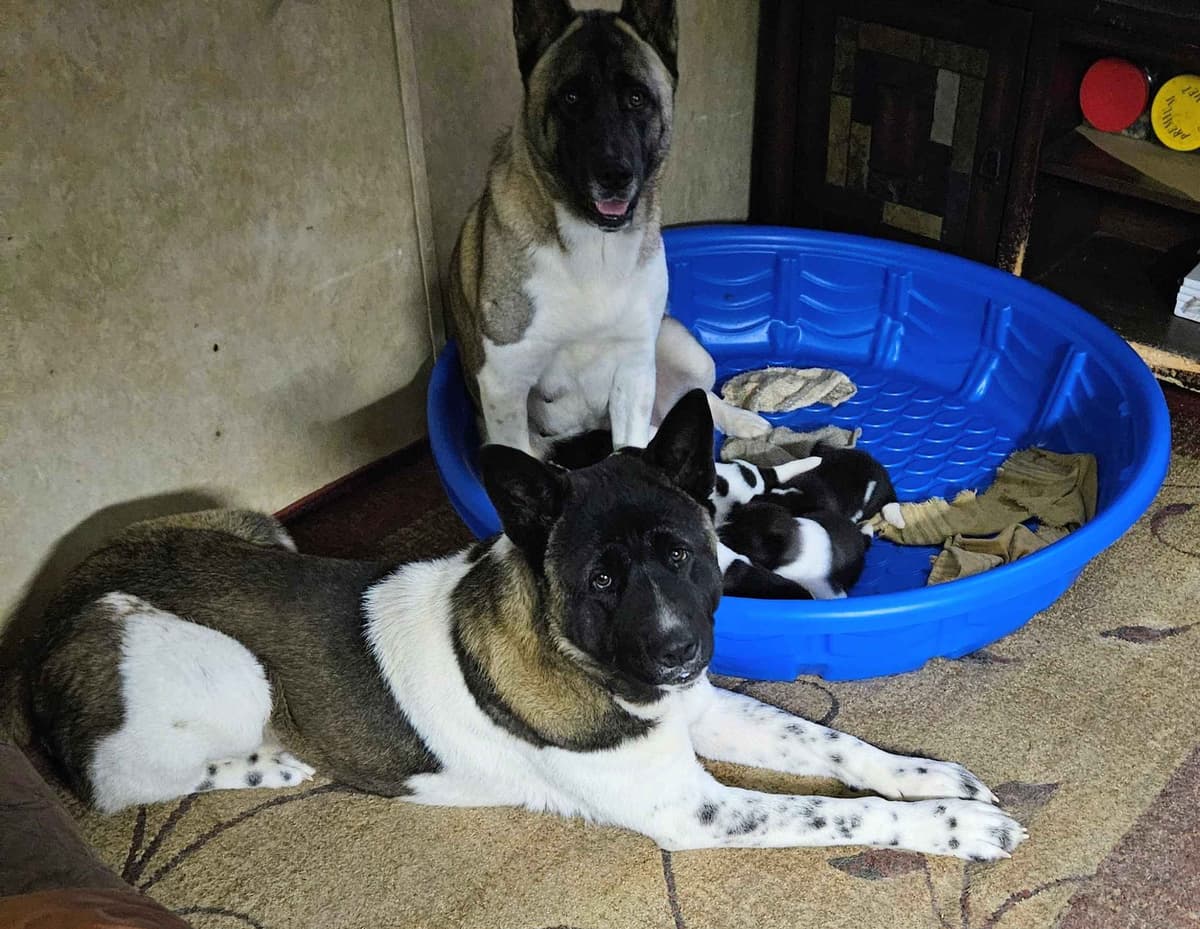 Akita Puppies breeder image 17