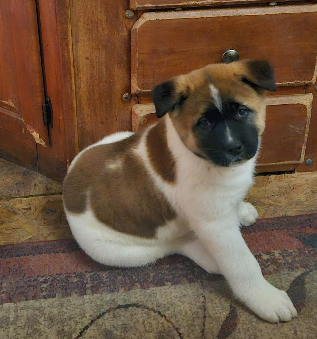 Akita Puppies breeder image 18