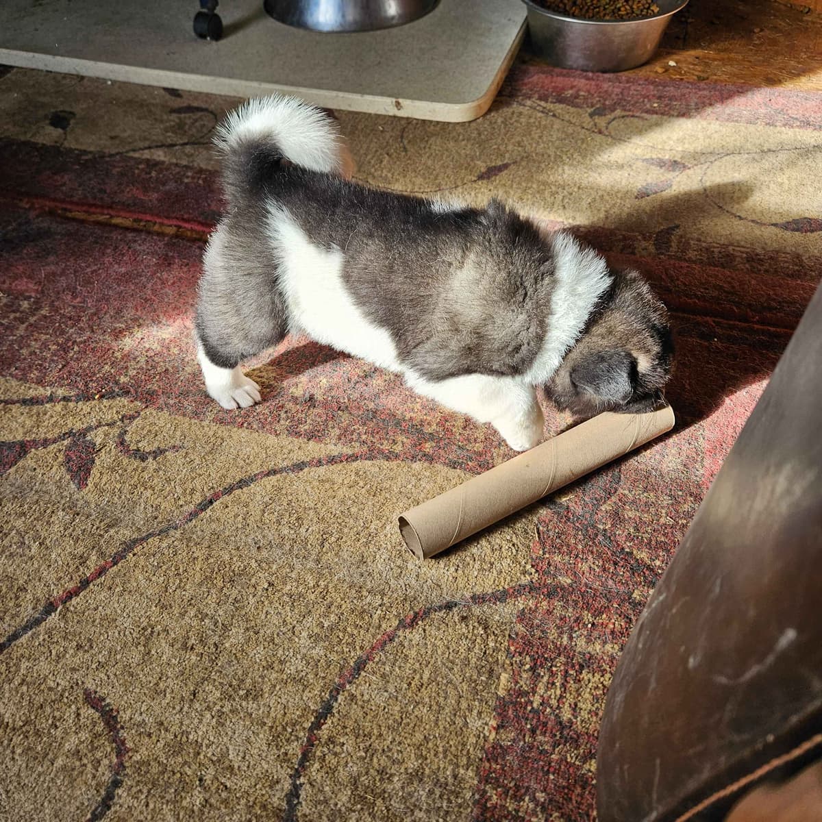Akita Puppies breeder image 19