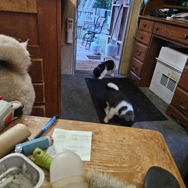 Akita Puppies media 10
