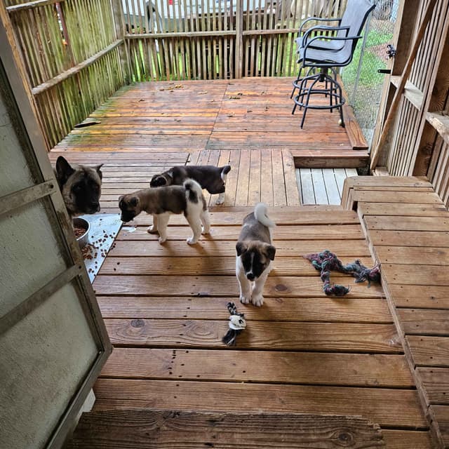 Akita Puppies media 7