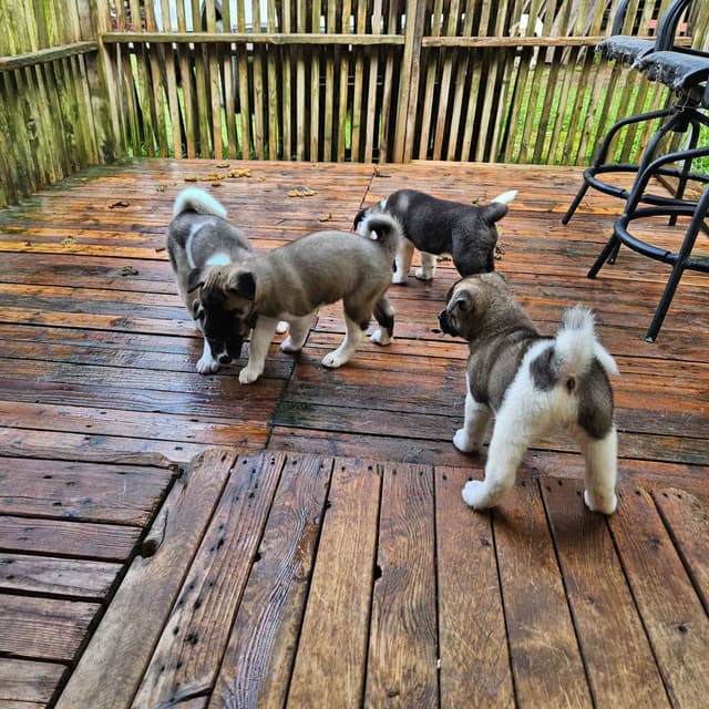 Akita Puppies media 8