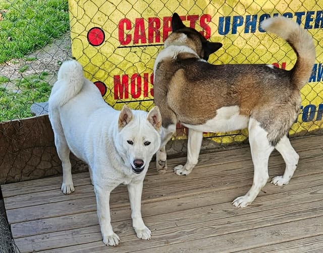 Akita Puppies media 4