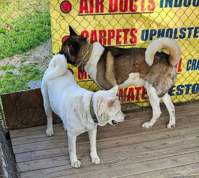 Akita Puppies media 5