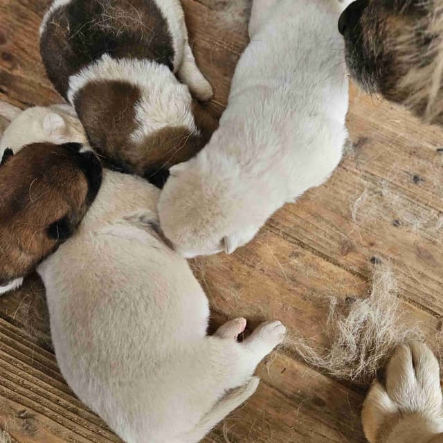 Akita Puppies media 3