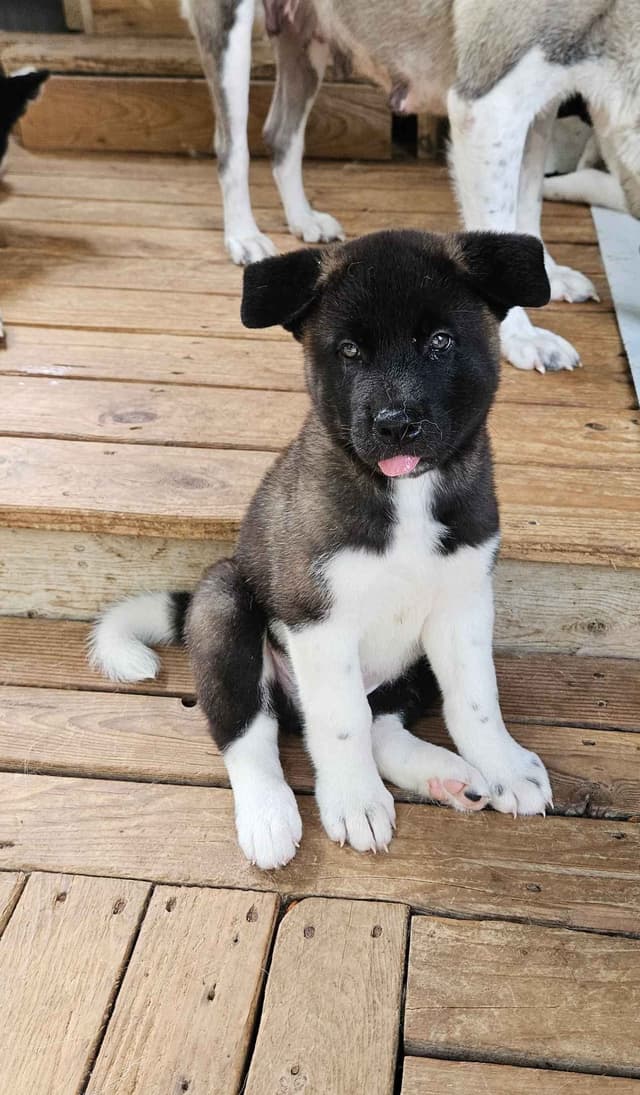 Akita Puppies media 3