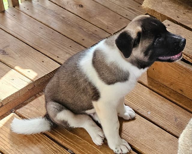 Akita Puppies media 5