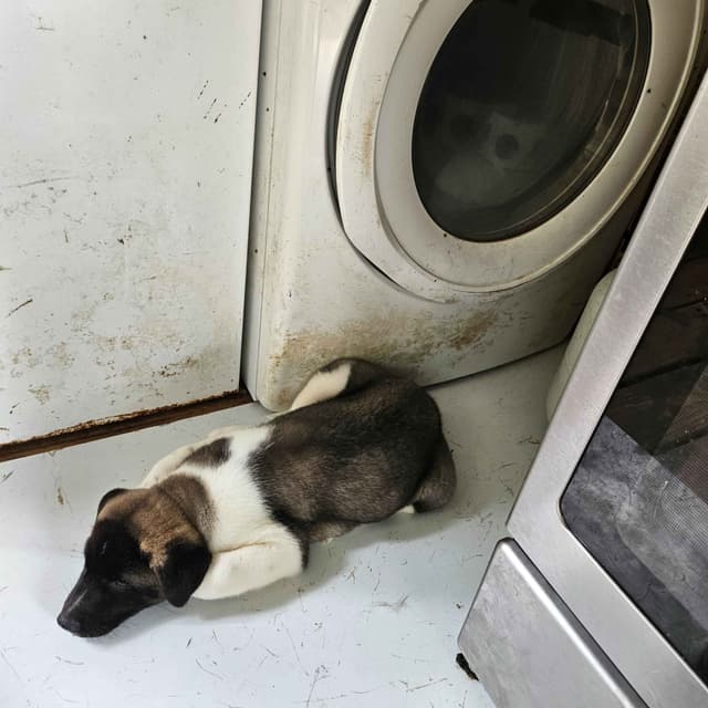 Akita Puppies media 6