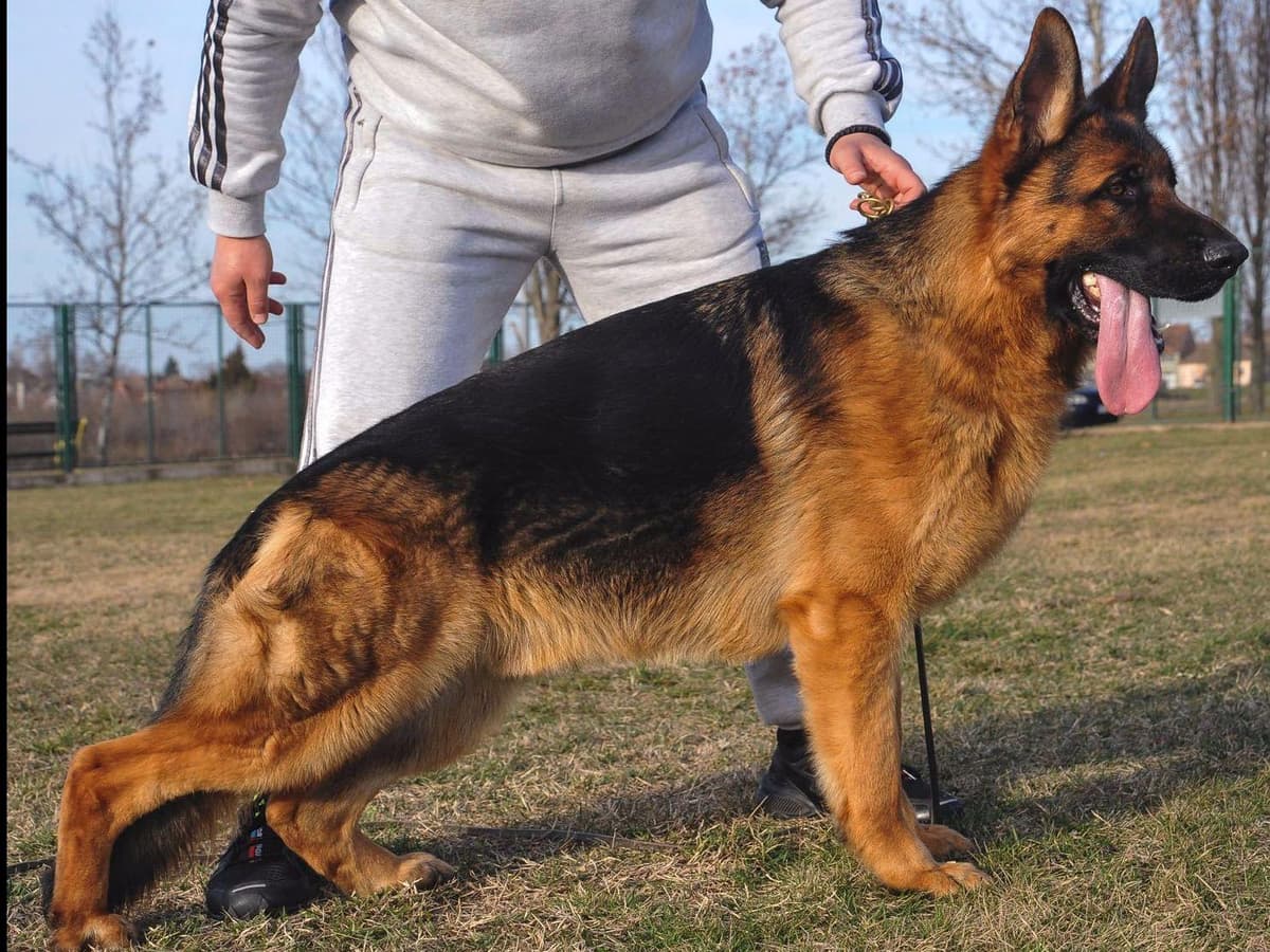 German Shepherd Dog Puppies breeder image 3