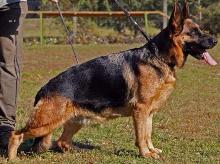 German Shepherd Dog Puppies breeder image 6