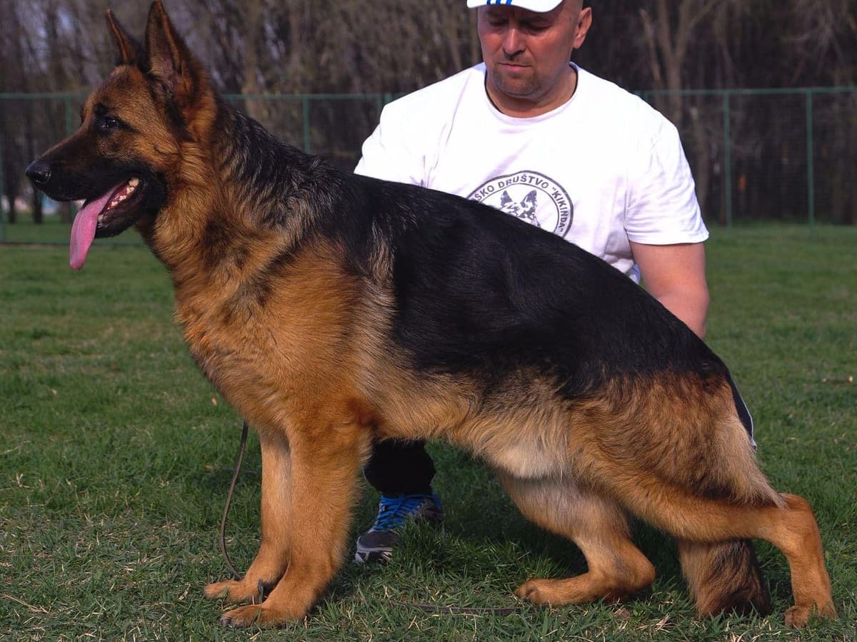 German Shepherd Dog Puppies breeder image 5