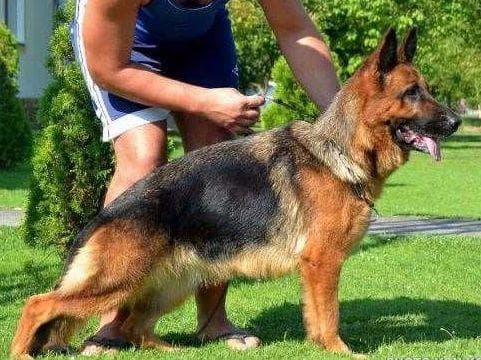 German Shepherd Dog Puppies breeder image 4