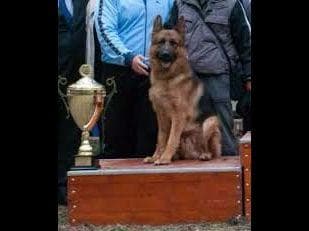 German Shepherd Dog Puppies breeder image 2
