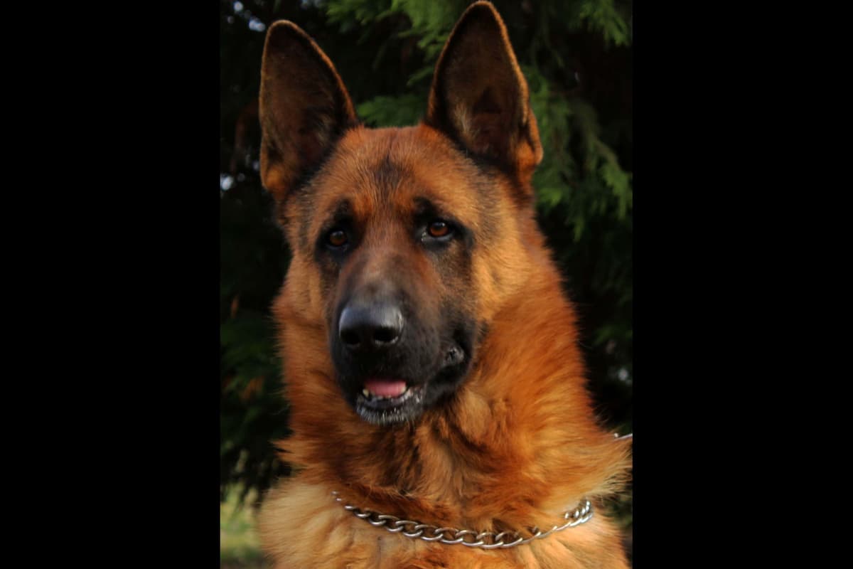 German Shepherd Dog Puppies breeder image 7