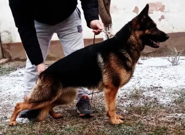 German Shepherd Dog Puppies media 4