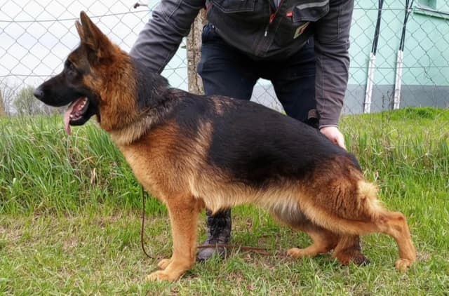 German Shepherd Dog Puppies media 3