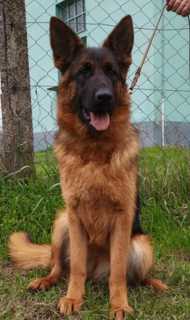 German Shepherd Dog Puppies media 4