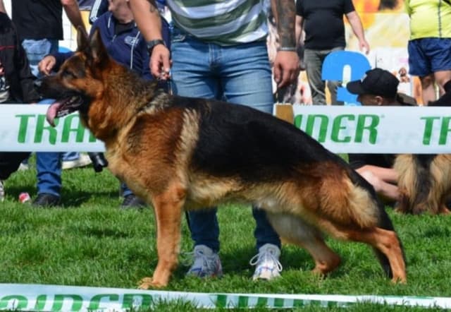 German Shepherd Dog Puppies media 5