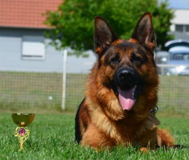 German Shepherd Dog Puppies media 6