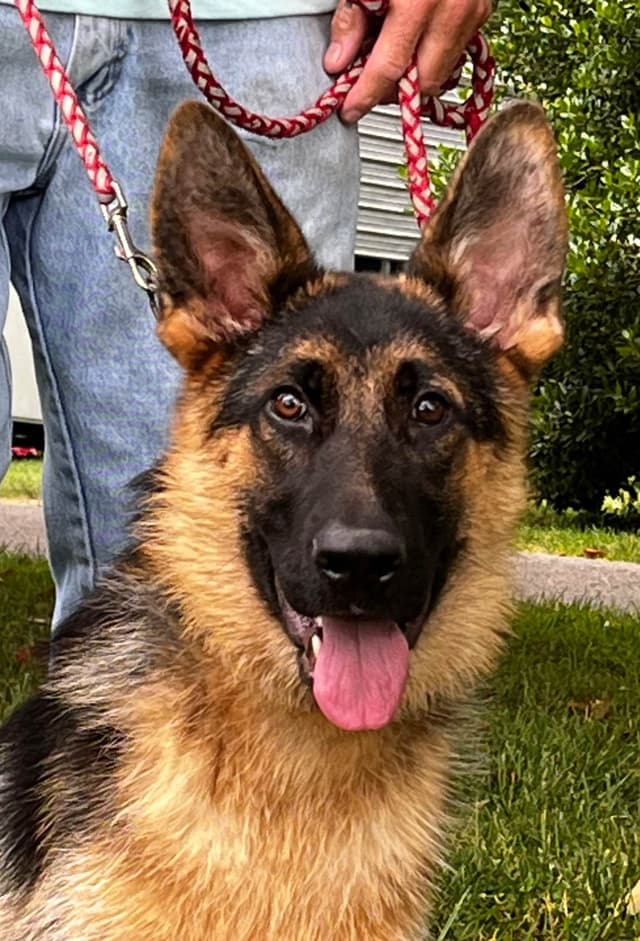 German Shepherd Dog Puppies media 2