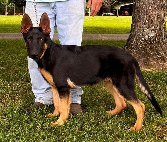 German Shepherd Dog Puppies media 2