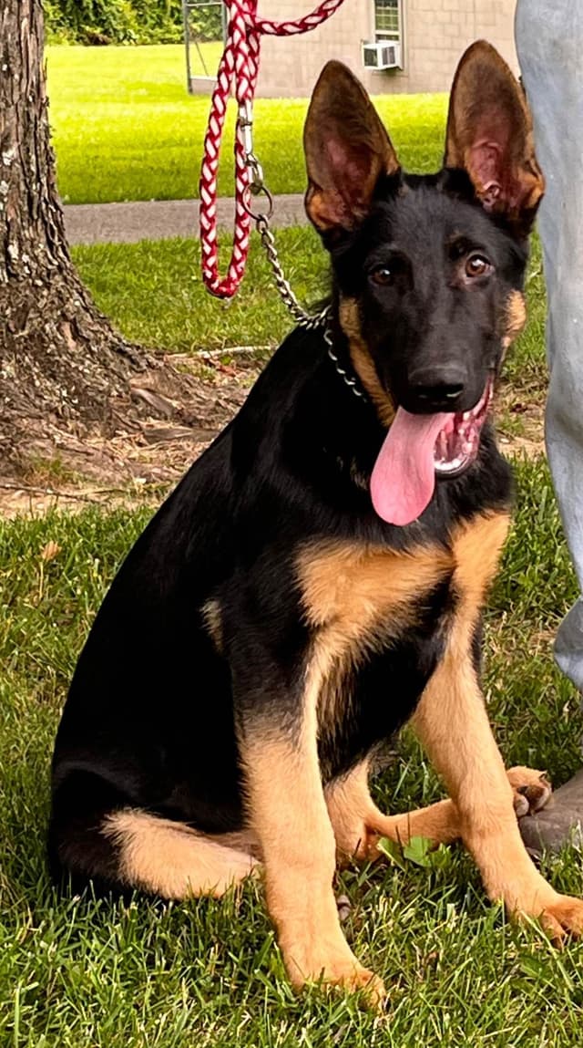 German Shepherd Dog Puppies media 3