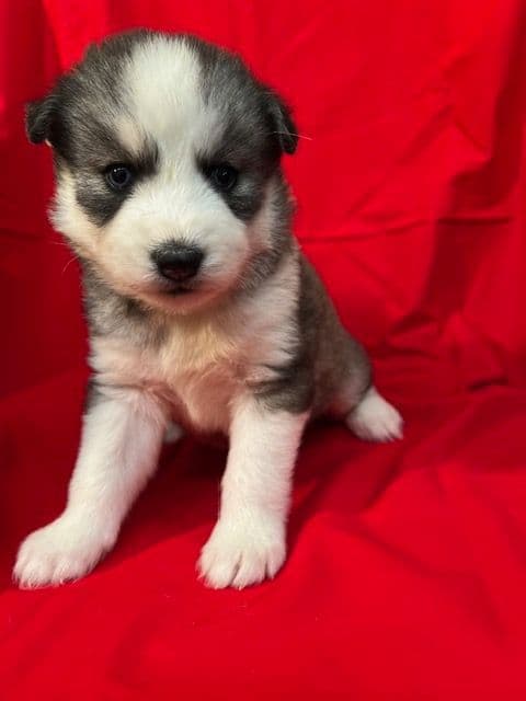 Siberian Husky Puppies breeder image 1