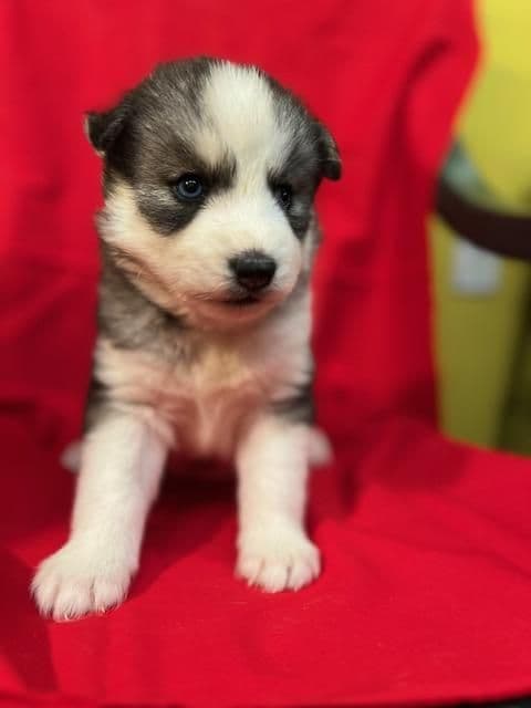 Siberian Husky Puppies breeder image 2