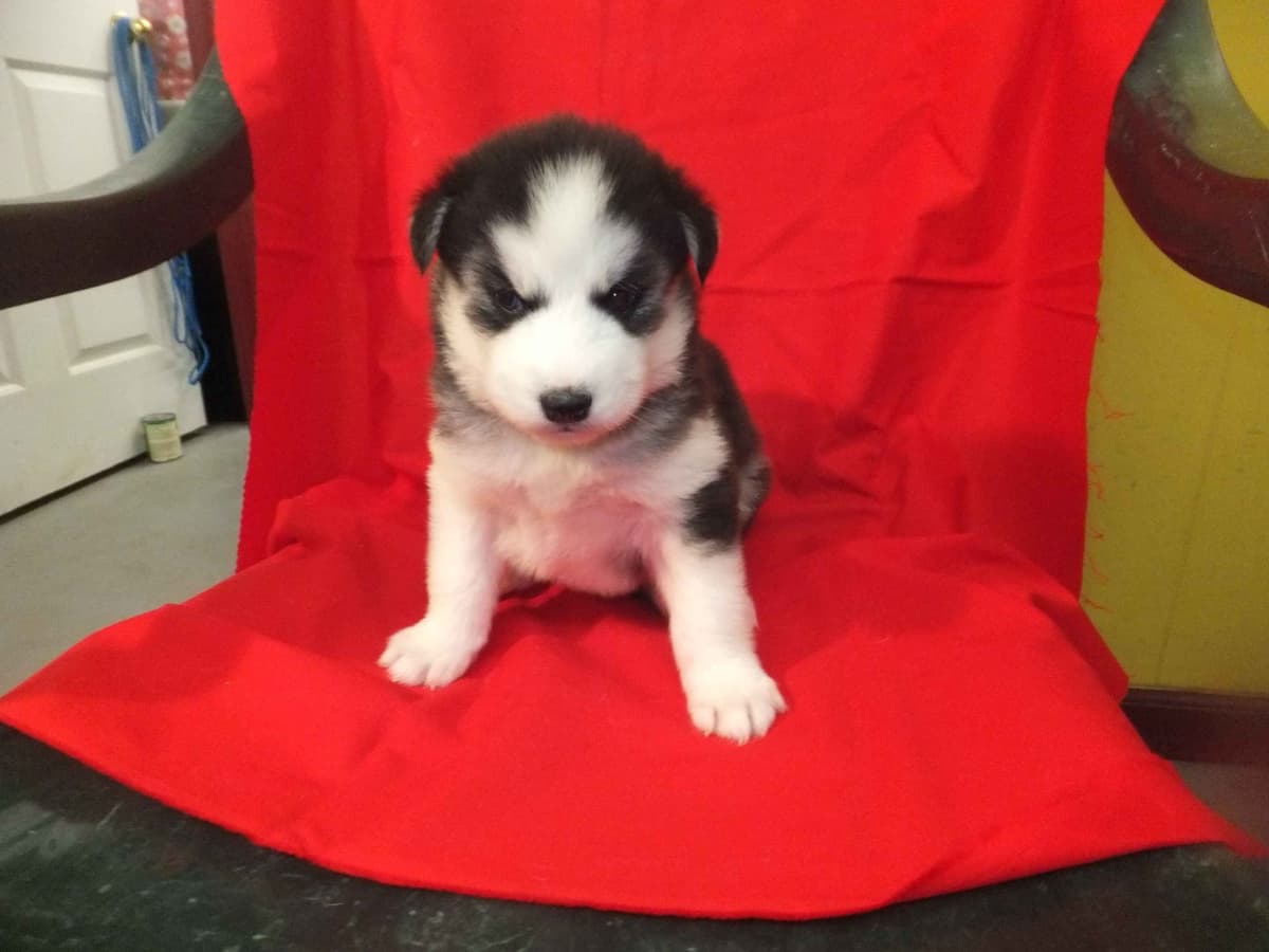 Siberian Husky Puppies breeder image 3