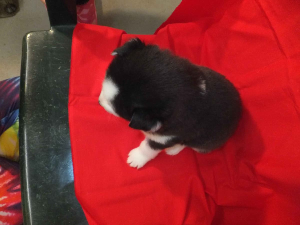 Siberian Husky Puppies breeder image 4