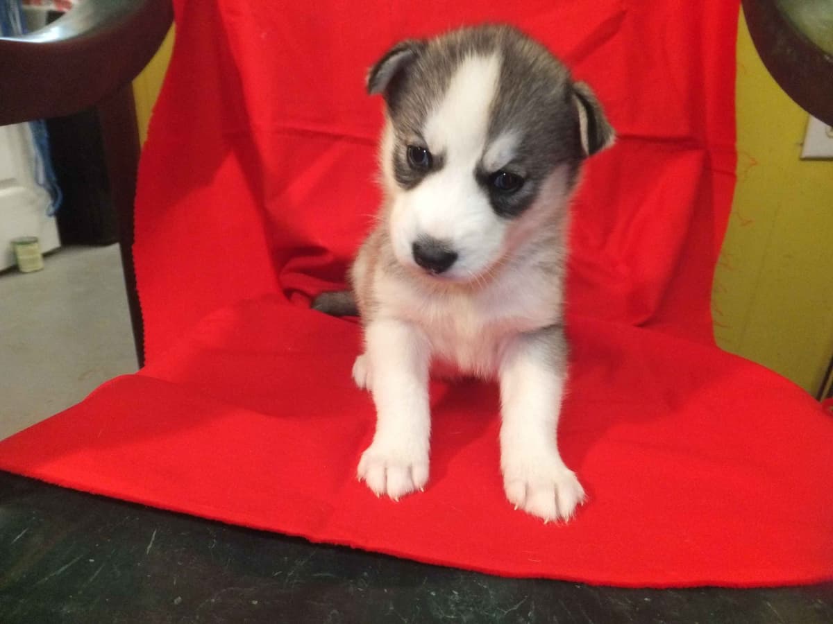 Siberian Husky Puppies breeder image 5