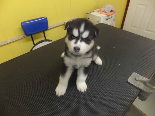 Siberian Husky Puppies media 2