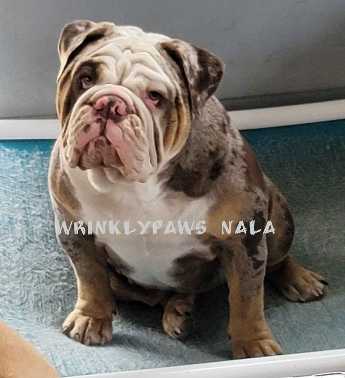 Bulldog Puppies breeder image 1