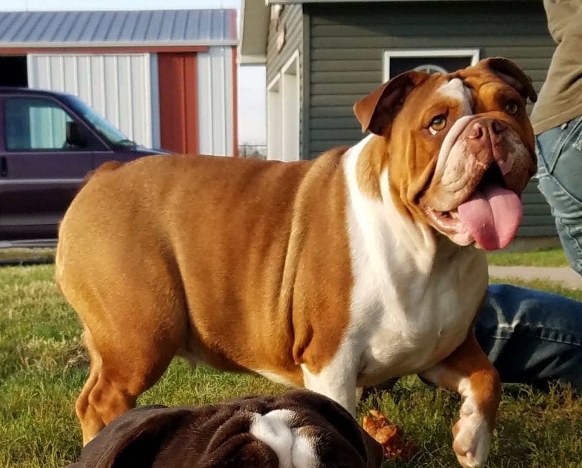 Bulldog Puppies breeder image 2