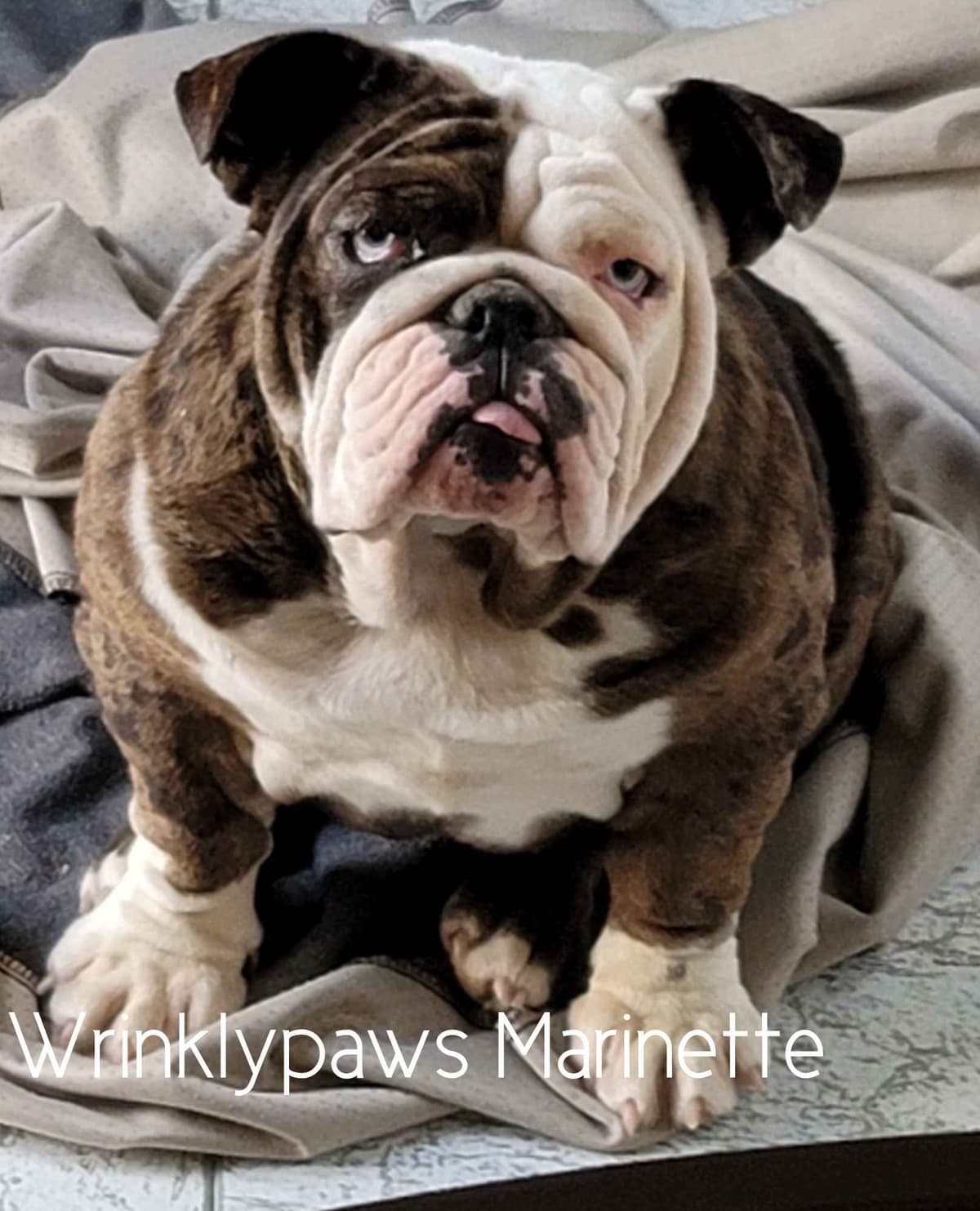 Bulldog Puppies breeder image 3