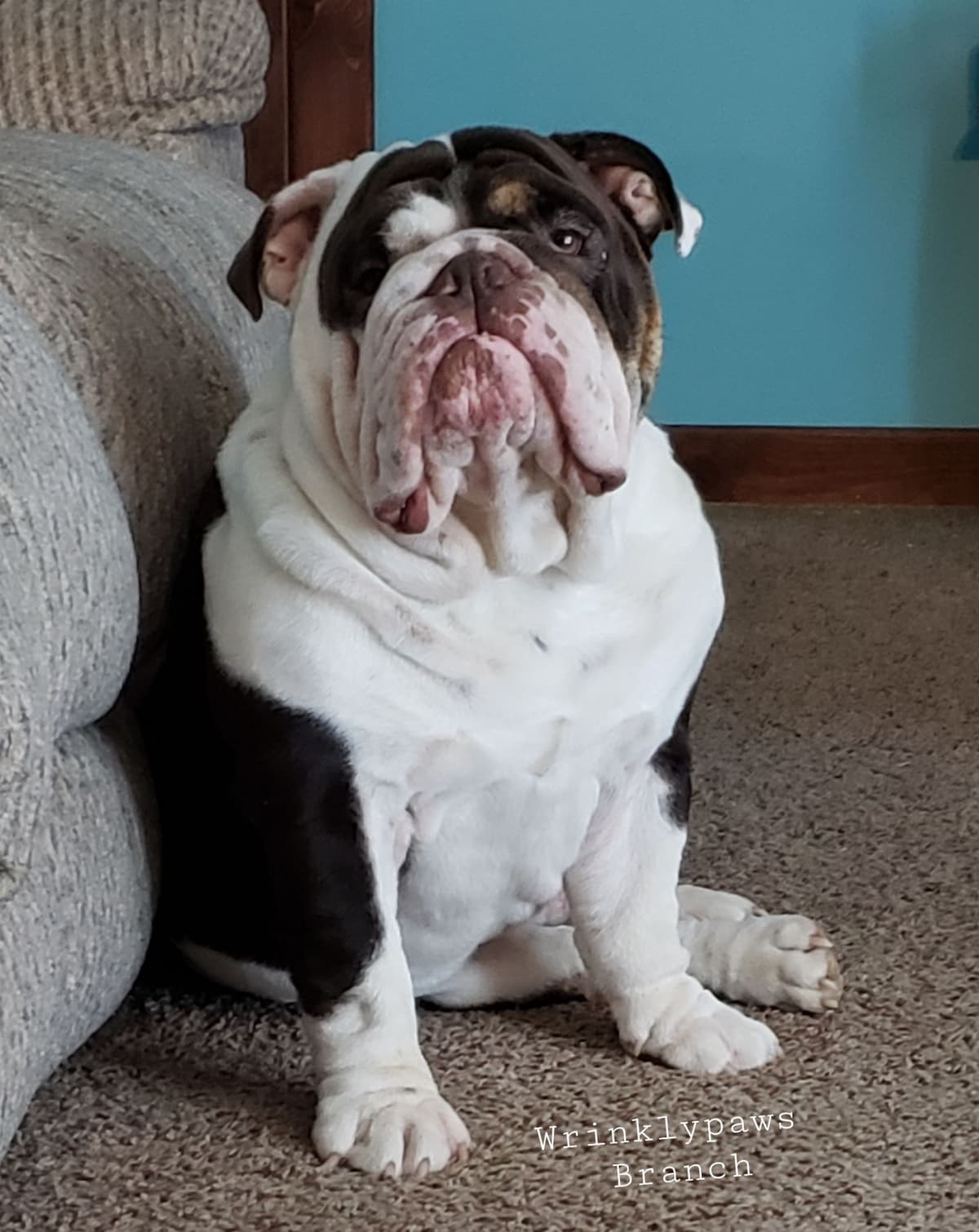 Bulldog Puppies breeder image 4