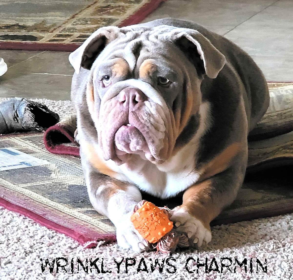 Bulldog Puppies breeder image 5