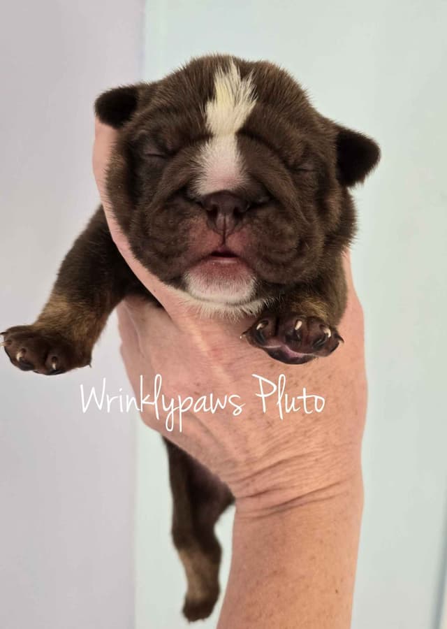 Bulldog Puppies media 6