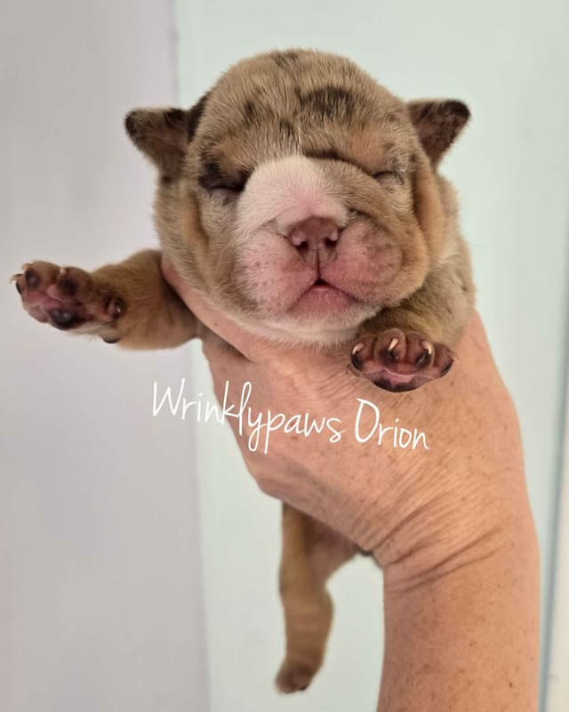 Bulldog Puppies media 8