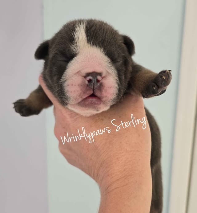 Bulldog Puppies media 7