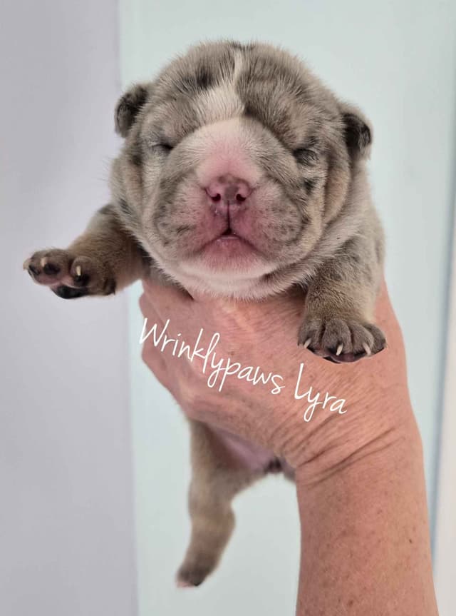 Bulldog Puppies media 5