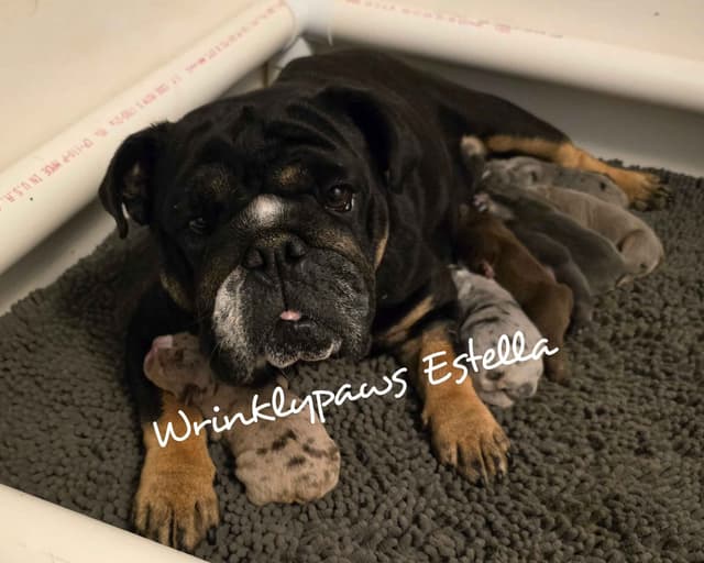 Bulldog Puppies media 9