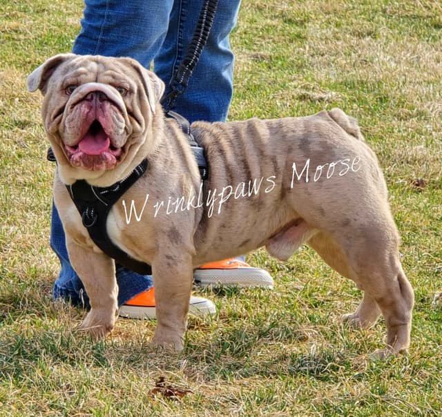 Bulldog Puppies media 10