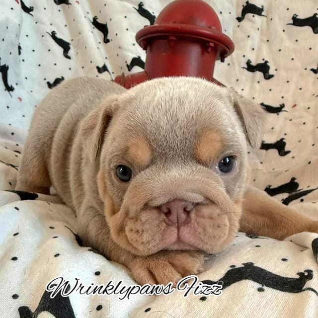 Bulldog Puppies media 16