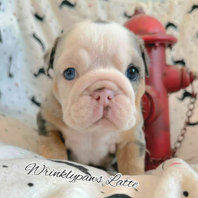 Bulldog Puppies media 15