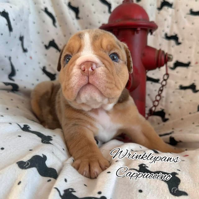 Bulldog Puppies media 17