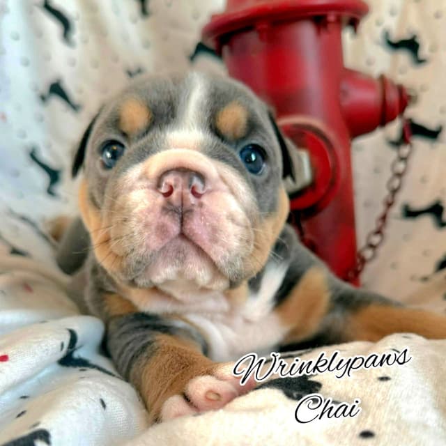 Bulldog Puppies media 18